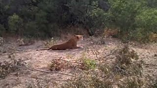 GREAT LION SOUND:  Wild African Lioness Roar - LOUD!