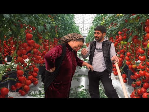 , title : 'Vlog: The Secret of the Tomato Harvest - Nastology of Our Village "Tea in a Thermos"'