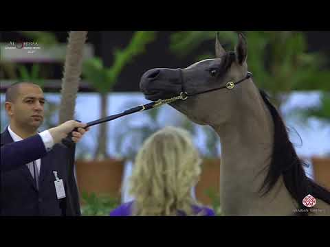N 46 AL ARYAM BANAFSAJ   Al Shiraa International Arabian Horse Show 2020