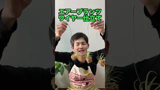 【簡単】エアープランツが一瞬でオシャレになる裏技🌿✨
