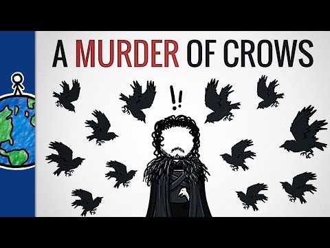 image-Why is a group of crows called murders?