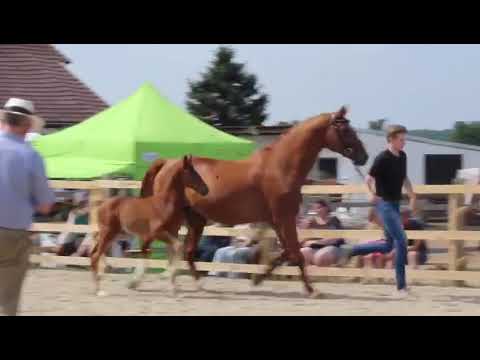 Estobar NRW x Wolkentanz x Fabriano Hengstfohlen zu verkaufen