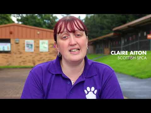 download lagu mp3 mp4 Sspca Dogs, download lagu Sspca Dogs gratis, unduh video klip Sspca Dogs