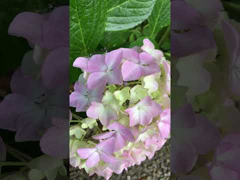 アジサイの開花を促進するのに最適なマルチは何ですか?  庭園