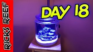 HOW TO: REEF TANK IN A COOKIE JAR - DAY 18 - ADDING CORALS