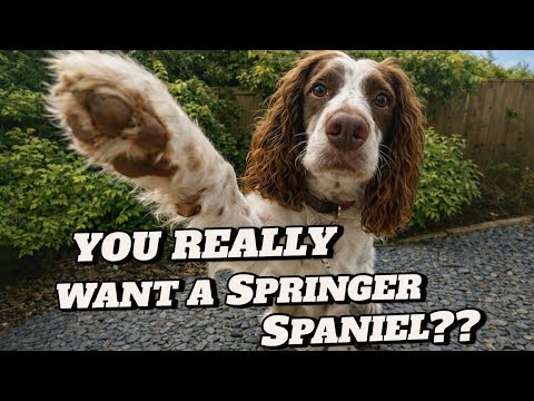 5 Pros and Cons to owning a Springer Spaniel!!