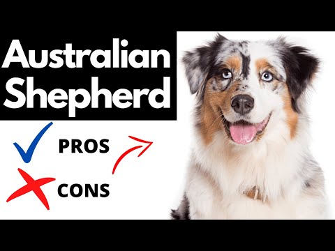 1st YouTube video about are australian shepherds hypoallergenic