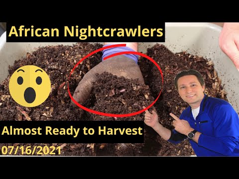 African Nightcrawlers Ready to Harvest??? 7/16/2021