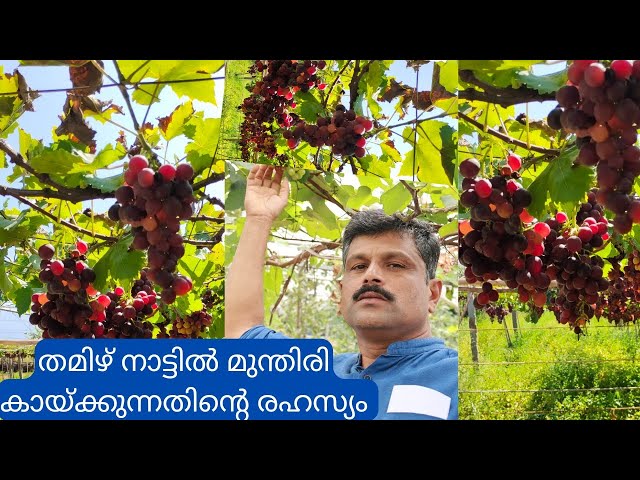 മുന്തിരി കായ്ക്കാൻ  പ്രൂണിങ് ടെക്‌നിക്|Grape Farming|Grape Plant sale