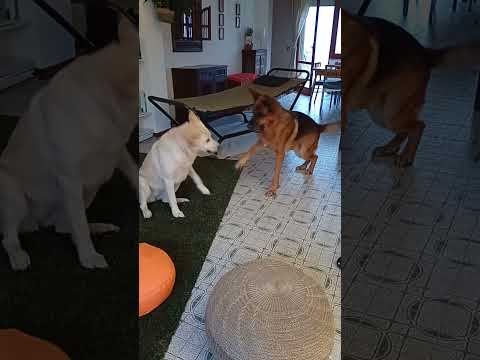 Capoeira tra Linda ed Adam. Lady, come sempre,  contrariata e polemica.