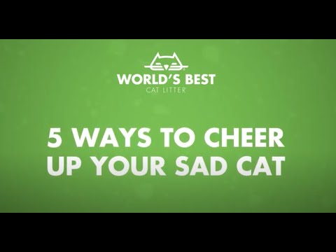 5 Ways to Cheer Up Your Sad Cat - YouTube
