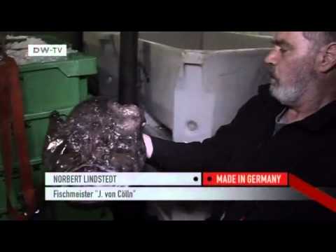 Kutterfisch - mit Nachhaltigkeit gegen Überfischung | Made in Germany