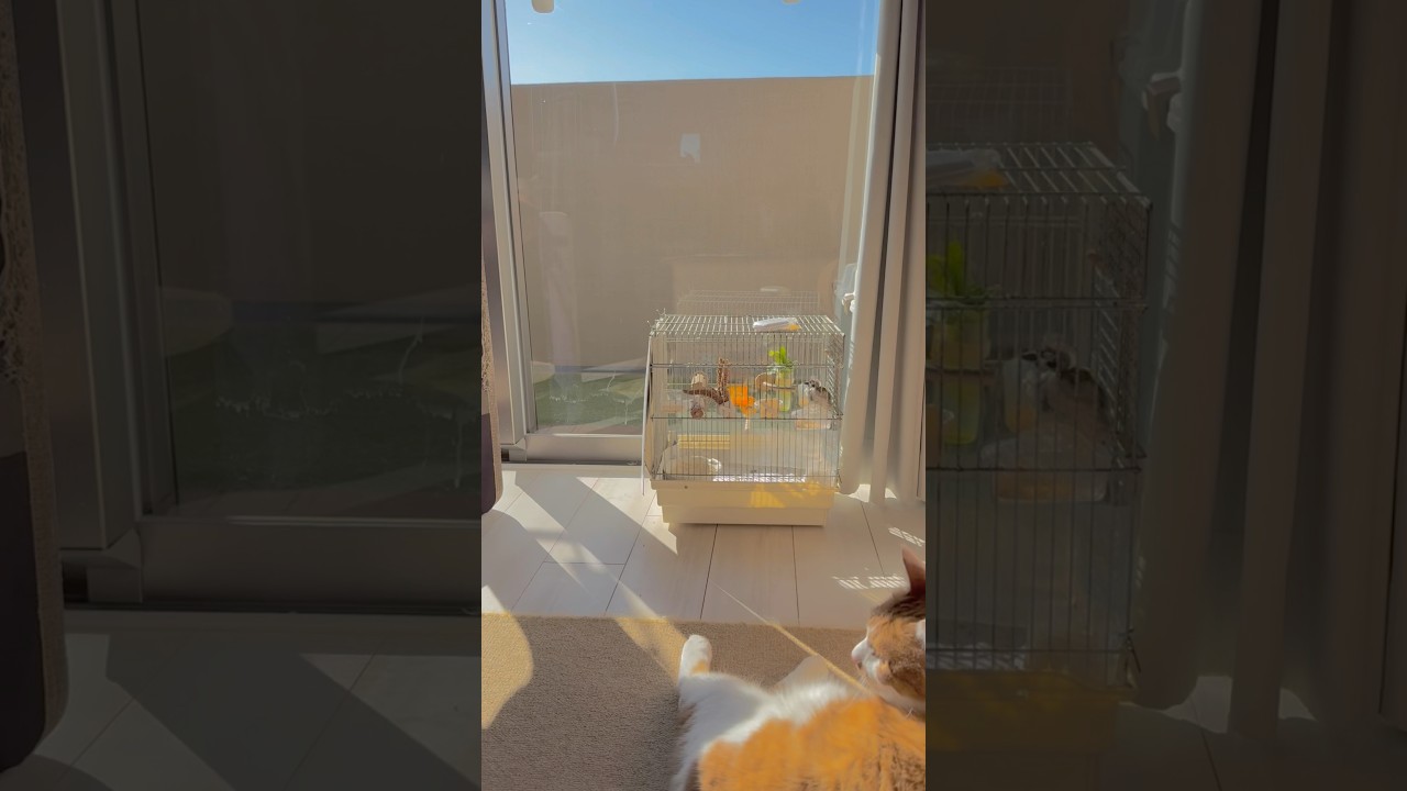 みんなで日向ぼっこ☀️🍂Qちゃんも元気だよ。