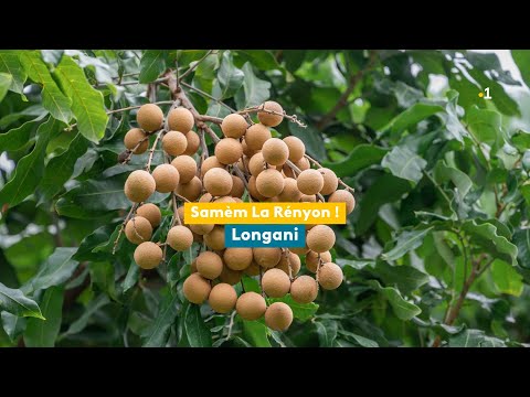 Samèm La Rényon, longani