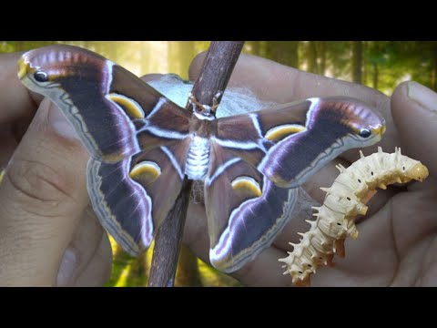 Eri Silkmoth (Samia ricini): Egg to moth