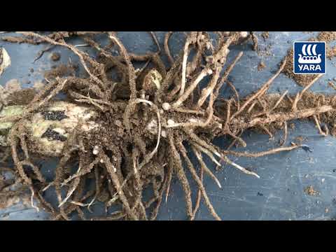 Yara Fachberatung: Ackerbohnen kurz vor der Blüte