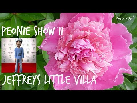 download lagu mp3 mp4 When Does Sarah Bernhardt Peony Bloom, download lagu When Does Sarah Bernhardt Peony Bloom gratis, unduh video klip When Does Sarah Bernhardt Peony Bloom