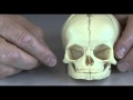 Baby skull