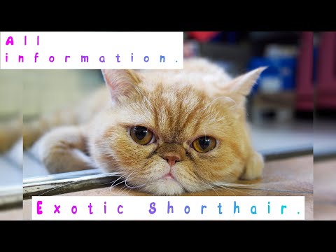 , title : 'Exotic Shorthair. Pros and Cons, Price, How to choose, Facts, Care, History'