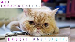Exotic Shorthair. Pros and Cons, Price, How to choose, Facts, Care, History