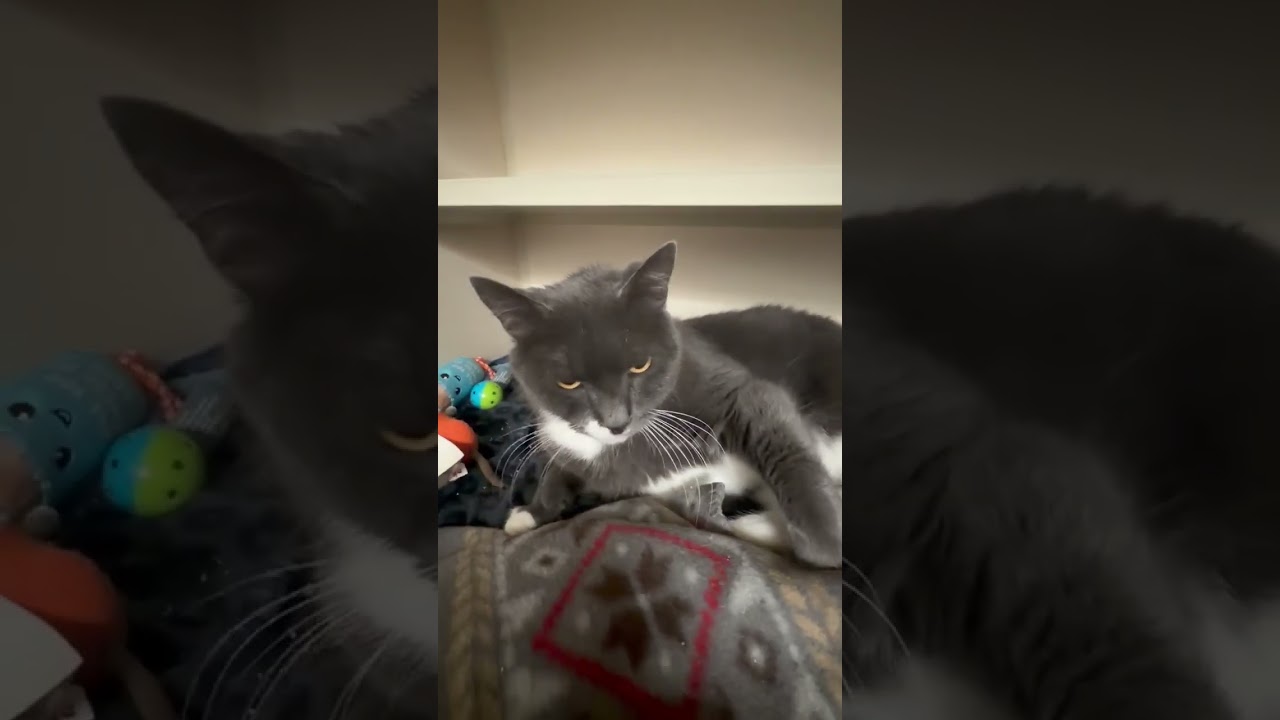 Enlarge Buddy, an adopted mixed breed in Salem, NH video 5/5