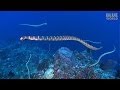 Sea Snake Island JONATHAN BIRD S BLUE WORLD