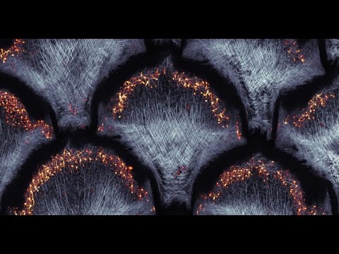 Art et Science : la beauté mystérieuse des systèmes complexes