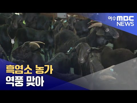 흑염소 농가 역풍 맞아 -R(250925목/뉴스데스크)