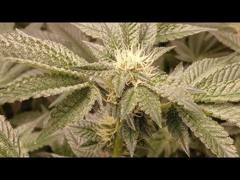 Week 3 and 4 of flower Growing like a Boss ep3