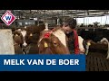 Melk van boerenfamilie uit Bodegraven gaat direct naar de klant - OMROEP WEST