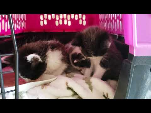 4 Week Old Kittens Eat Gruel