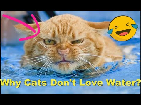 Do Cats Stretch So Much? ⚫  Why Cats Don't Love Water? ⚫ Look To Learn  ⚫