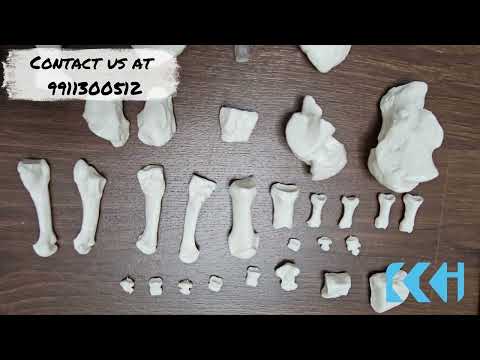 PVC Disarticulated Bone Set Model