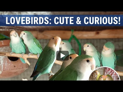 Beautiful Lovebirds Colony | Cute Peach-Faced & Green Lovebirds Breeding in Aviary