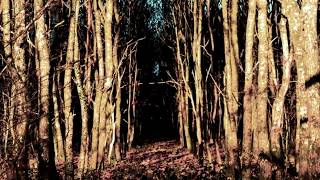 Dead Can Dance - 'Wild In The Woods' - (Video & lyrics)