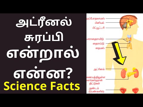 அட்ரினல் சுரப்பி என்றால் என்ன? | Adrenal Gland Meaning in tamil | Science Facts 2021