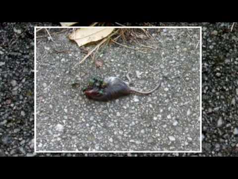 Obywatel Kos (Mos) - Zdechła Mysz oraz Żywe Muchy