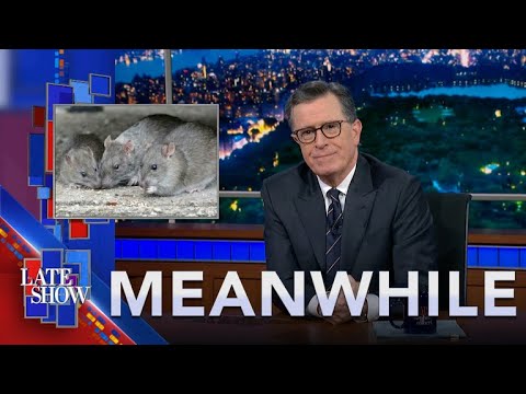 Meanwhile… Rat Birth Control | ChatGPT Can’t Count Backwards | Sugar For Hemorrhoids?