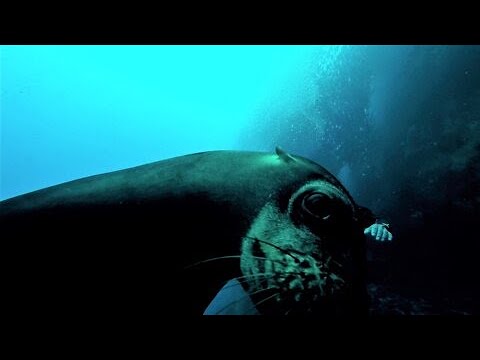 Playful sea lions fall in love with scuba diver and his camera