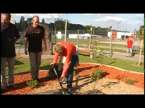Zasadzenie dębu Chrobry Junior przy stadionie w Głogowie
