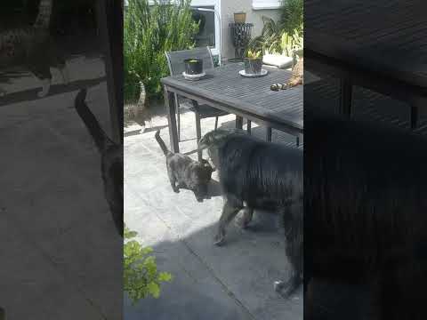 Zara the dog making sure the cats aren't playing up