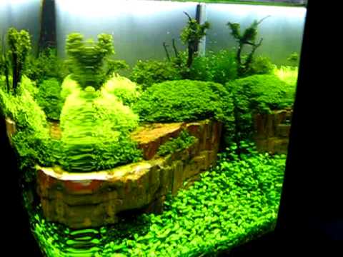 The Art of the Planted Aquarium 2011 Hannover - Argus Akwarystyka