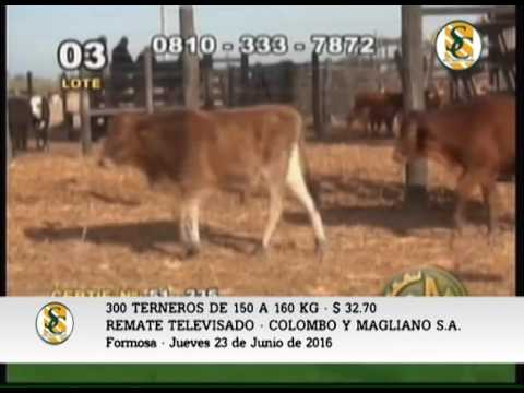 23-06-16 - VENTA DE TERNEROS - REMATE TELEVISADO COLOMBO Y MAGLIANO S.A.
