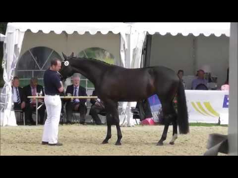 OlHPrA HP Elfenliebe von DIAMOND HIT - Elitestutenschau Rastede