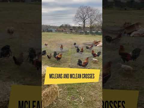 Dustin Murphy Next Generation Grey McLean Kelso Hatch   Beautiful Birds