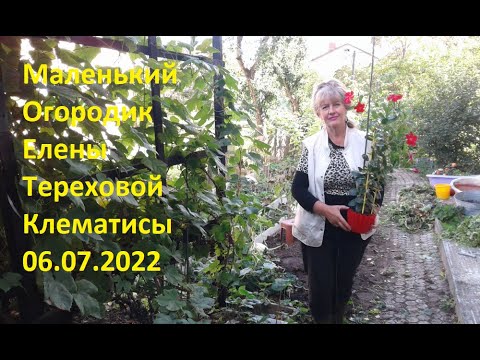 Маленький Огородик Елены Тереховой - Клематисы 06.07.2022