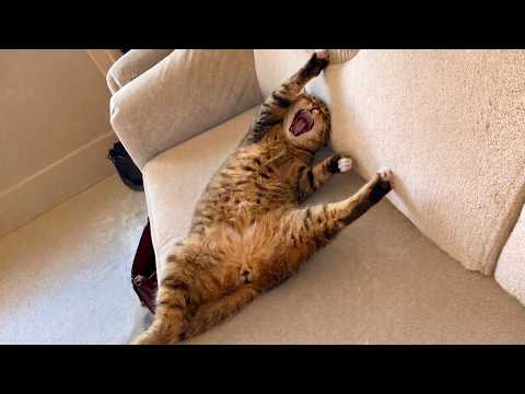 Get Ready to Cry LAUGHING with these CATS 🤣 Funny Cats Videos