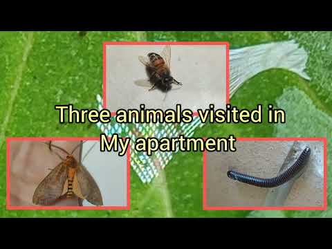 Unexpected Guests: Bee, Millipede, and Moth Found in My Apartment! Piedecuesta, Santander, Colombia