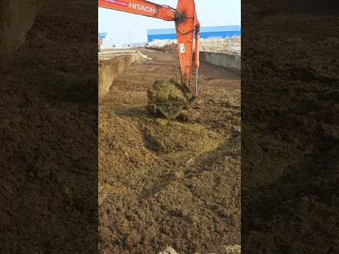 Why is India's Cow Dung in High Demand Abroad ?