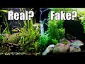Pros And Cons Of Live Plants In Aquarium